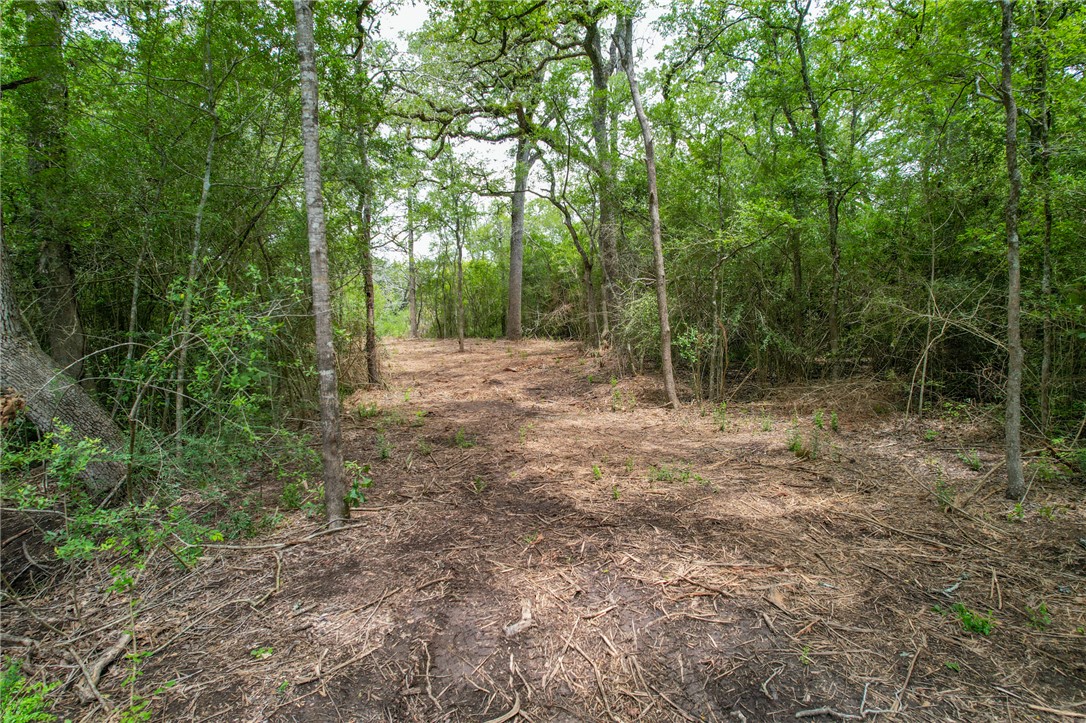 3 Jones Road College Station, TX 77845 - Photo 7 of 24 a view of a forest with trees in the background