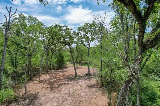 a view of a forest with trees in the background