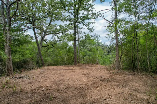a view of a forest with trees in the background