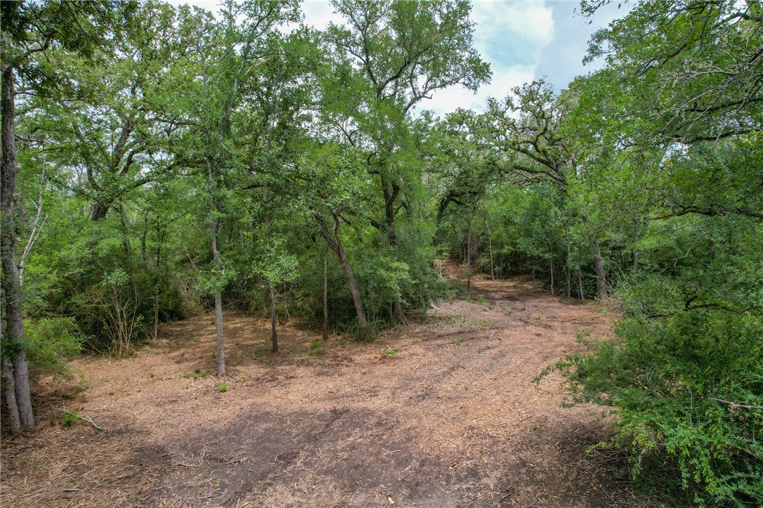 3 Jones Road College Station, TX 77845 - Photo 10 of 24 a view of a forest with trees in the background