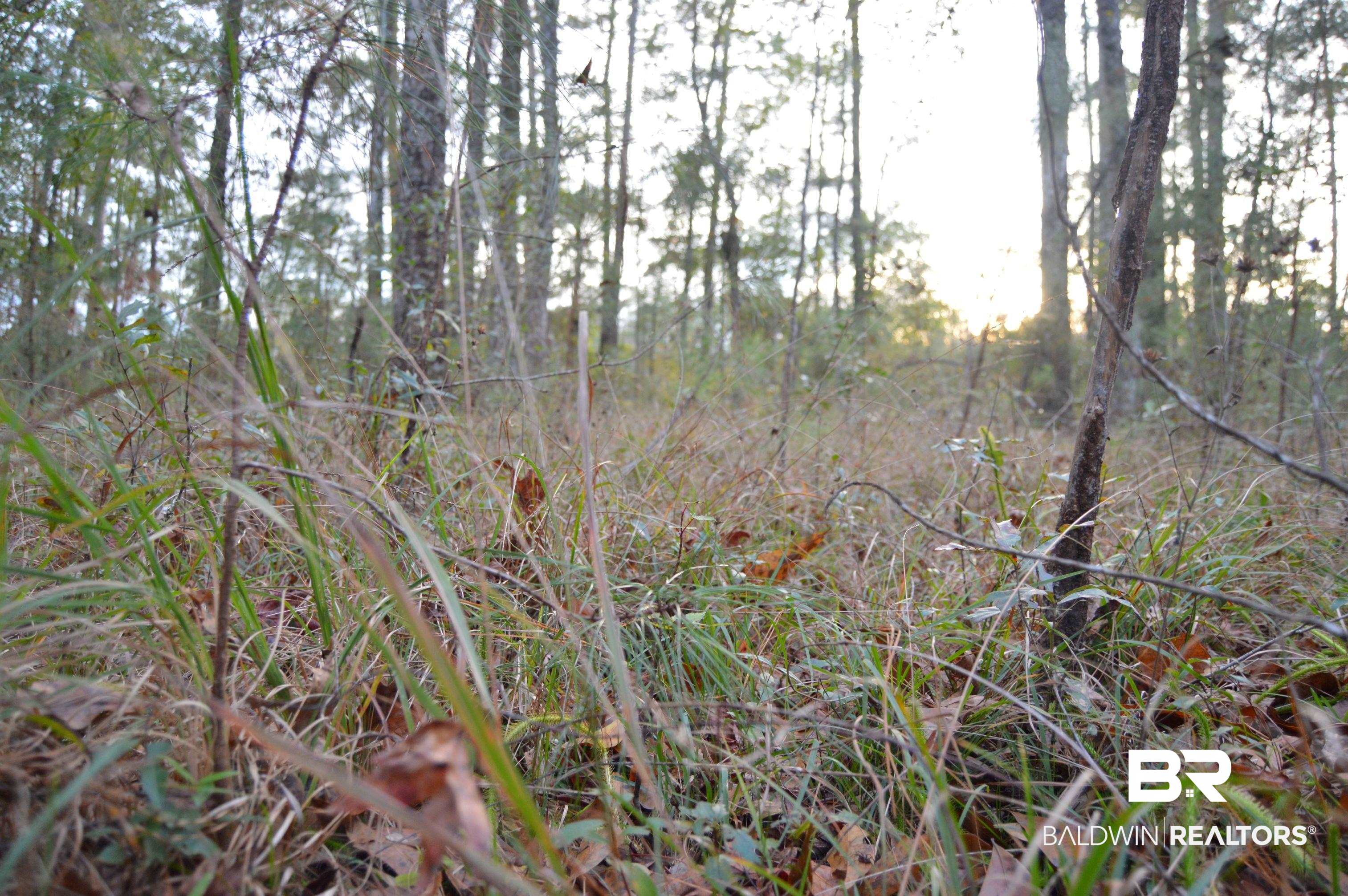 8 Marlin Street Stockton, AL 36579 - Photo 10 of 12 View of undeveloped land