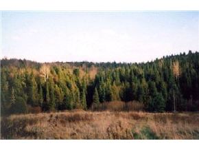 -- Buzzel Road Newport Town, VT 05857 - Photo 5 of 7 Gallery Image 5