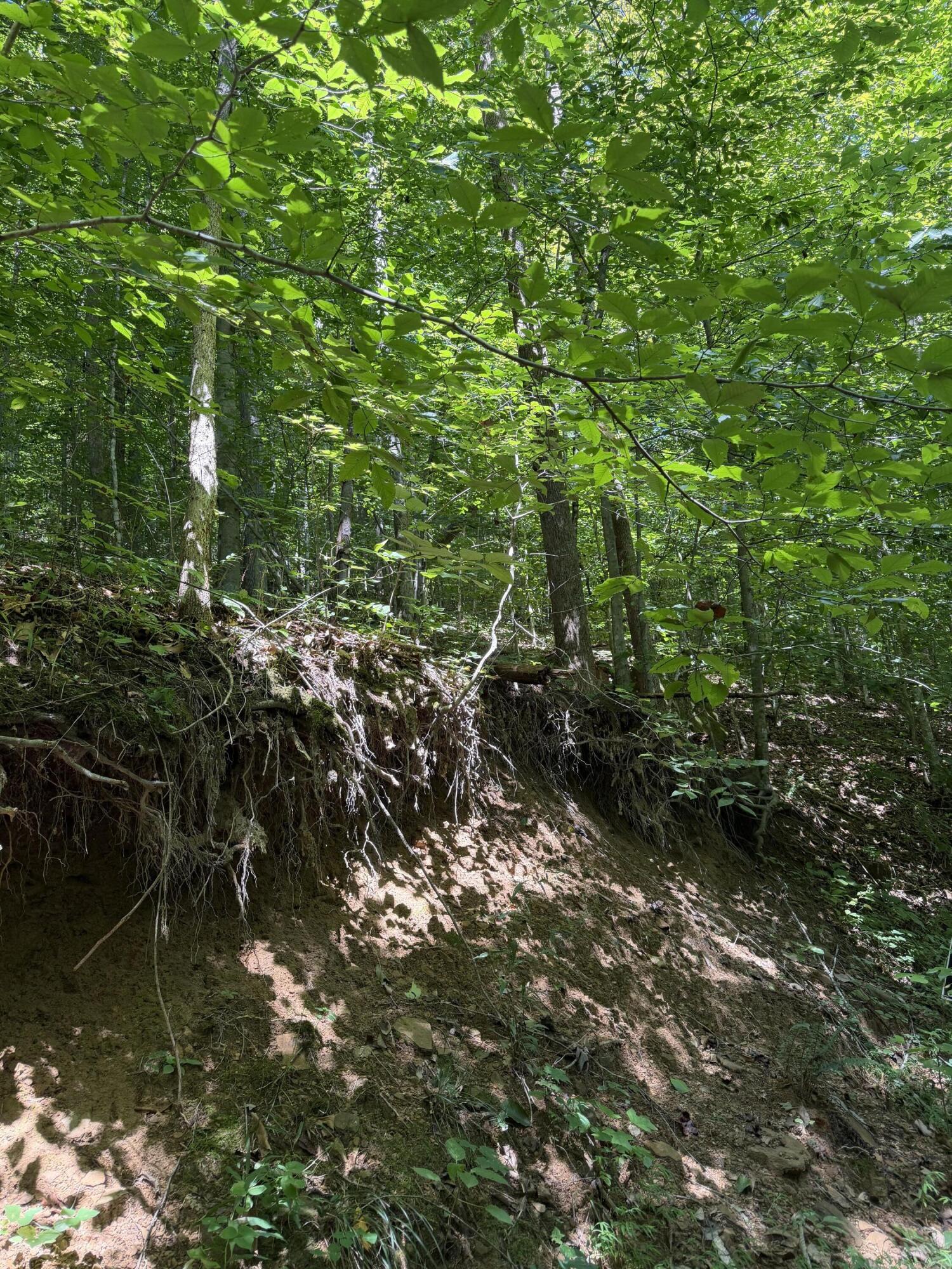 370 Roaring Fork Road Walker, KY 40997 - Photo 14 of 17 IMG_1776