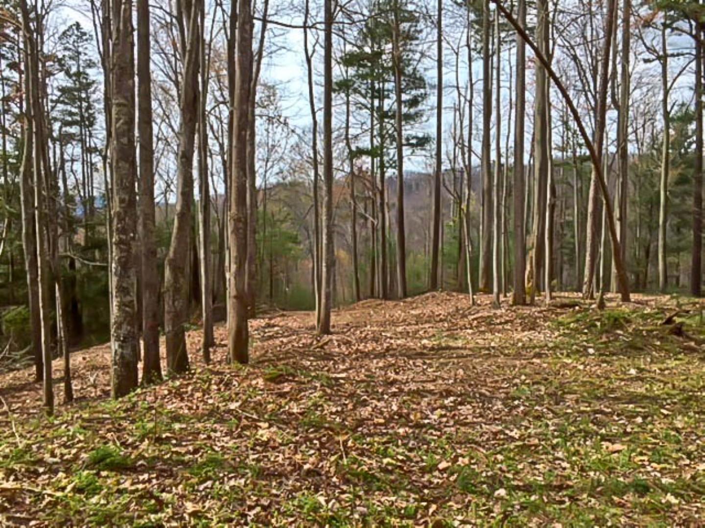 2825 Tennessee Way Del Rio, TN 37727 - Photo 14 of 27 IMG_0363