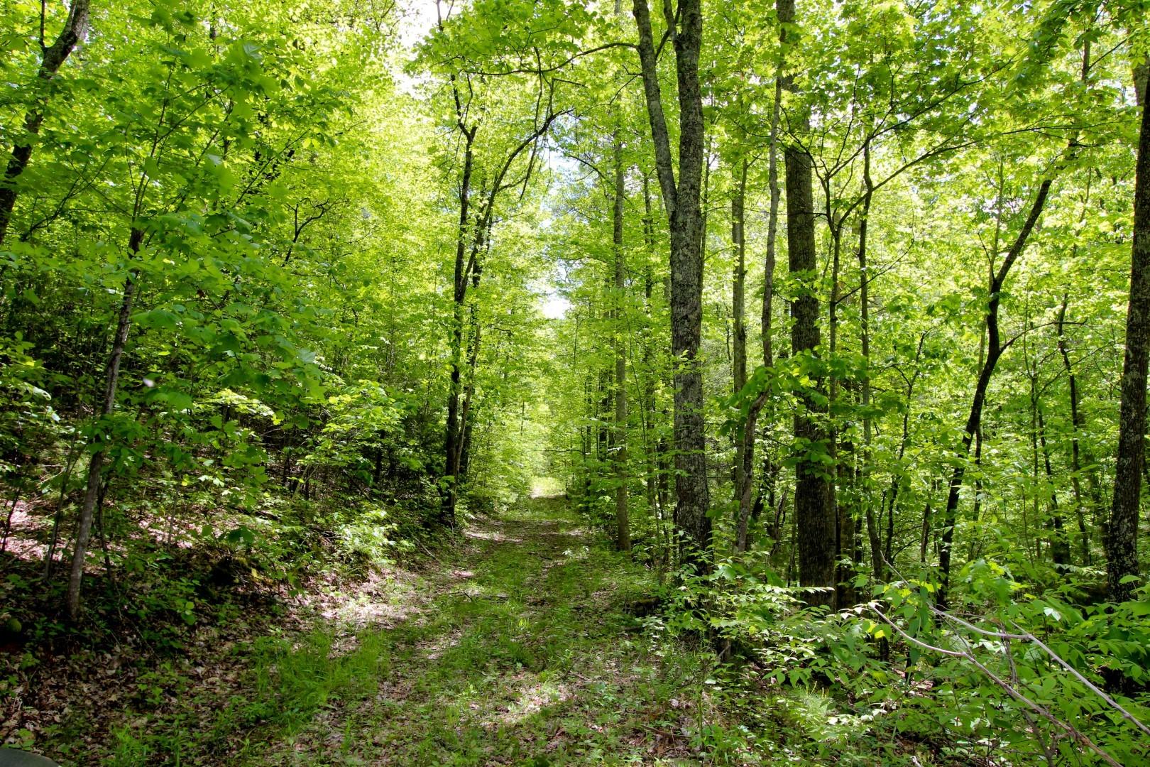 2825 Tennessee Way Del Rio, TN 37727 - Photo 17 of 27 IMG_2263