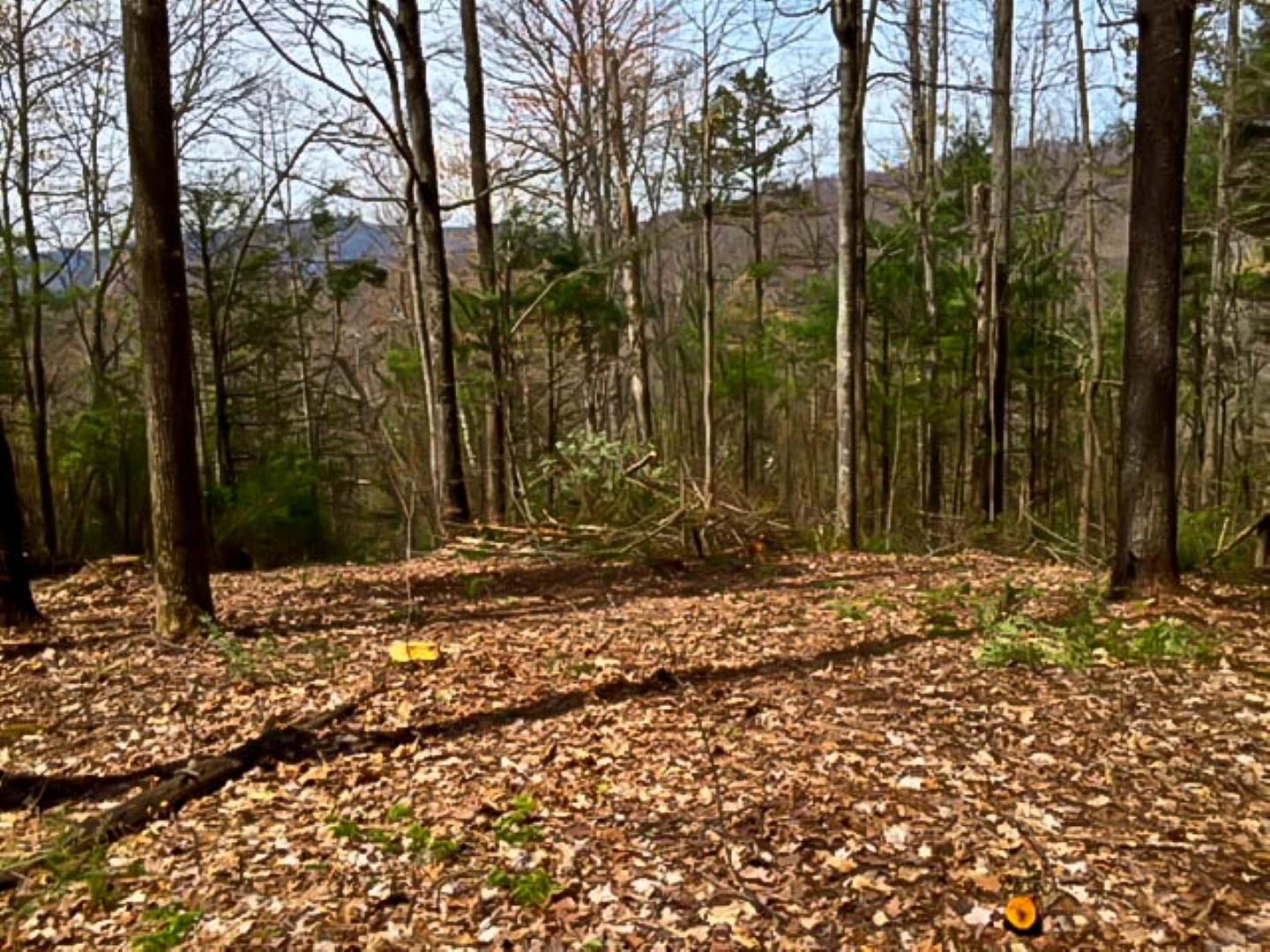 2825 Tennessee Way Del Rio, TN 37727 - Photo 3 of 27 IMG_0351