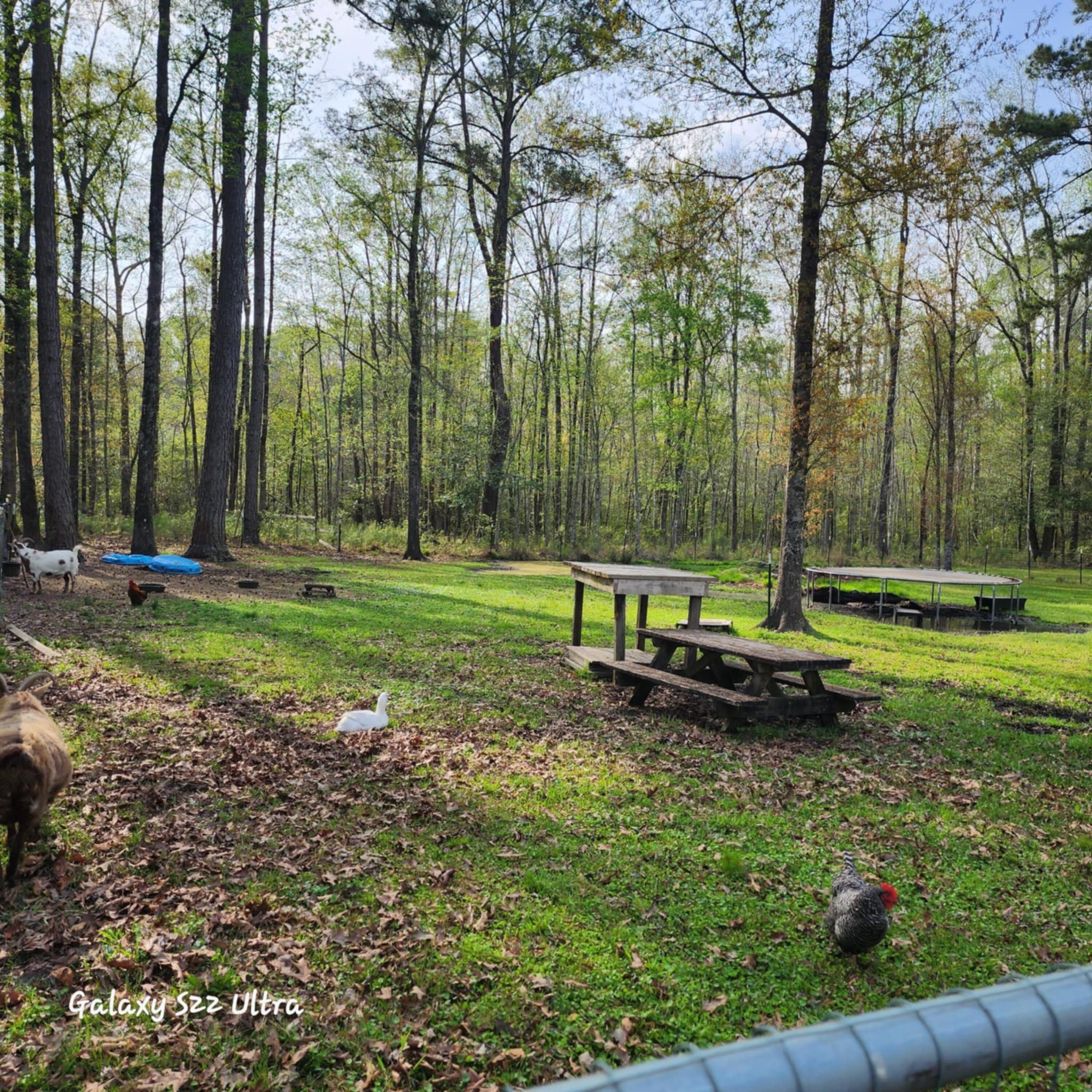 2729 Barracada Road Walterboro, SC 29488 - Photo 34 of 45 Back Yard