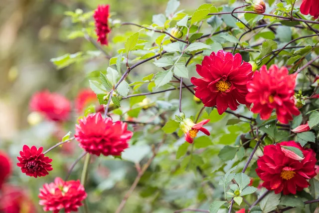 $1,395,000 | 45 Haynes Avenue, Falmouth, MA 02540