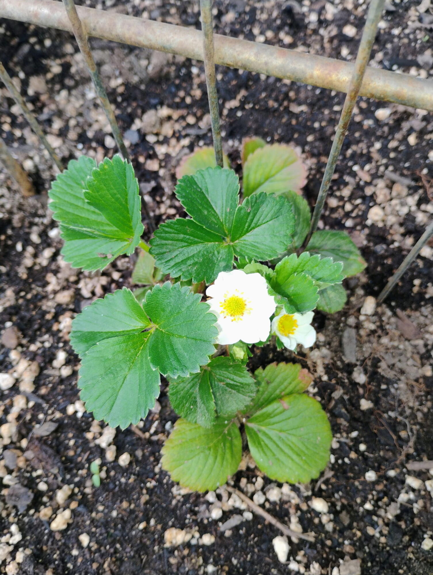 1411 Mc Alexander Road Hayfork, CA 96041 - Photo 26 of 38 Strawberries