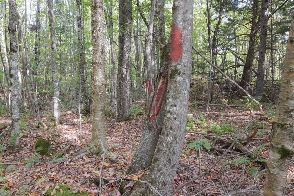16 Blue Grass Road Springfield, ME 04487 - Photo 13 of 16 Photo