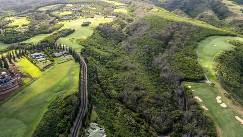 a view of a trees in a yard