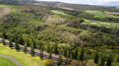 a view of a forest with a lake