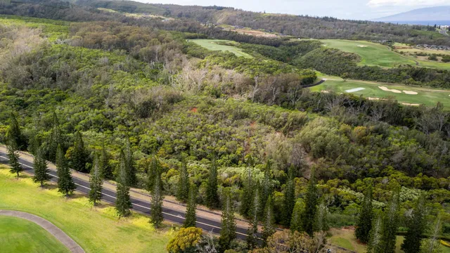 a view of a forest with a lake