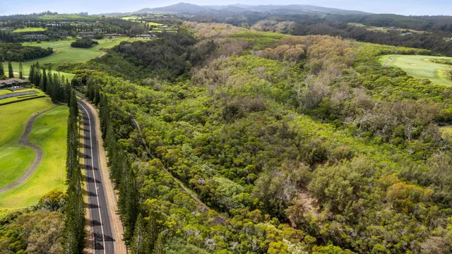 a view of a city with lush green forest