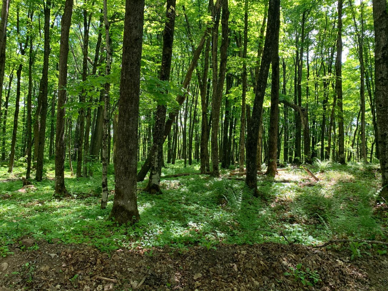 On Goodrich Road Watersmeet, MI 49969 - Photo 1 of 4 Gallery Image 1