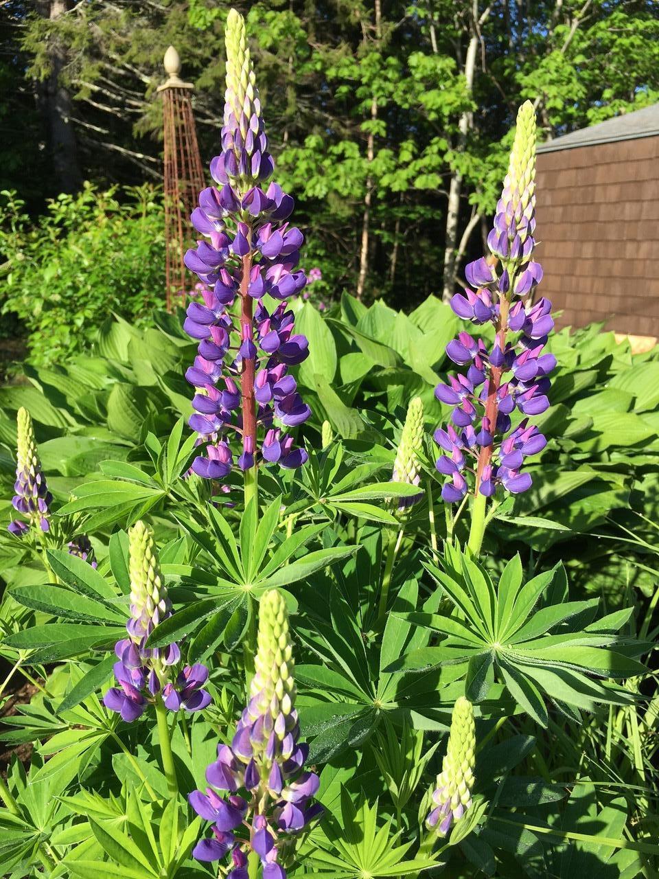 129-133 Pension Ridge Road Boothbay, ME 04537 - Photo 43 of 44 Lupines June 2021