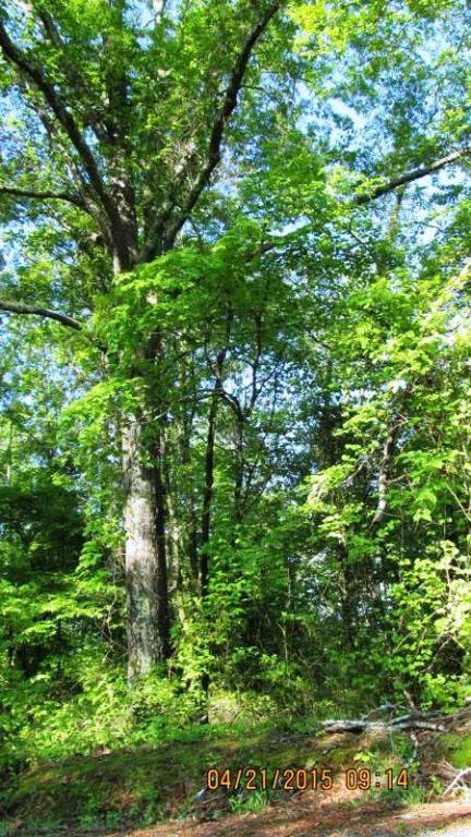 Lot 1 Jim Smith Road Pendleton, SC 29670 - Photo 4 of 7