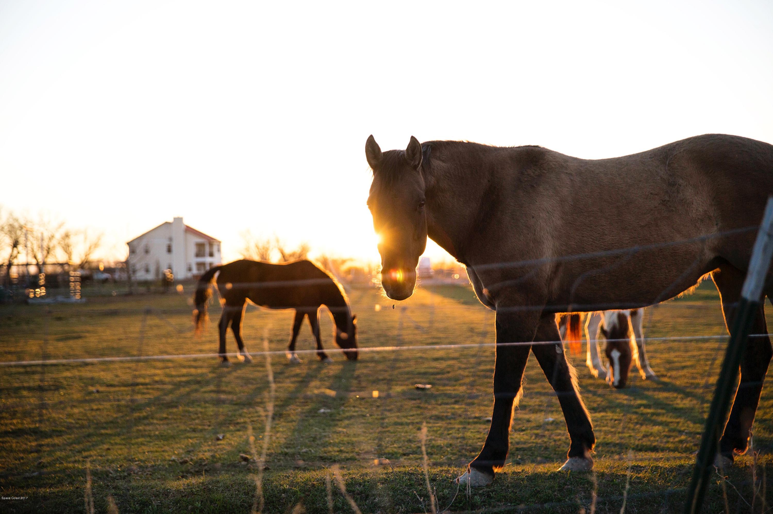 369 Deer Run Road Palm Bay, FL 32909 - Photo 50 of 50 Horses
