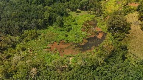 a view of a lush green forest