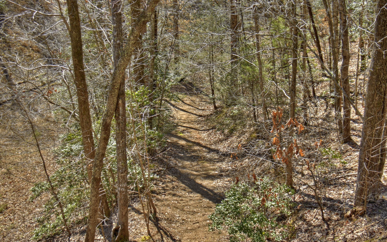 2124 Maxwell Road Blue Ridge, GA 30513 - Photo 9 of 66 a view of a yard with a tree