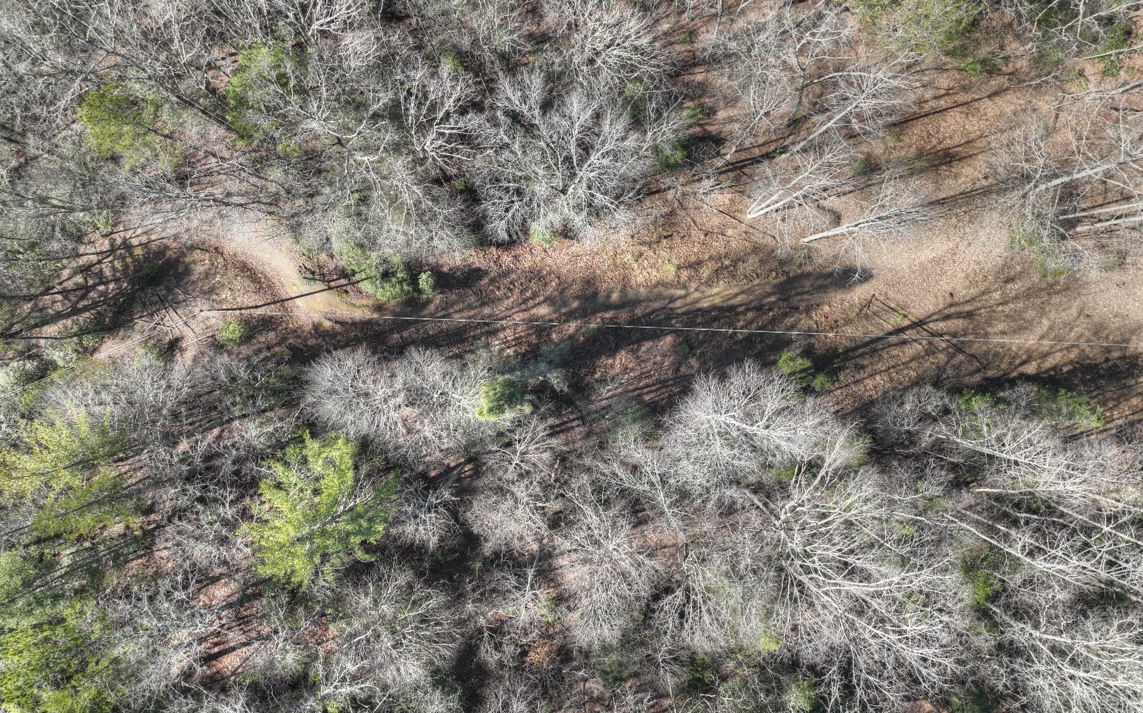 2124 Maxwell Road Blue Ridge, GA 30513 - Photo 10 of 66 a view of a forest with lots of trees