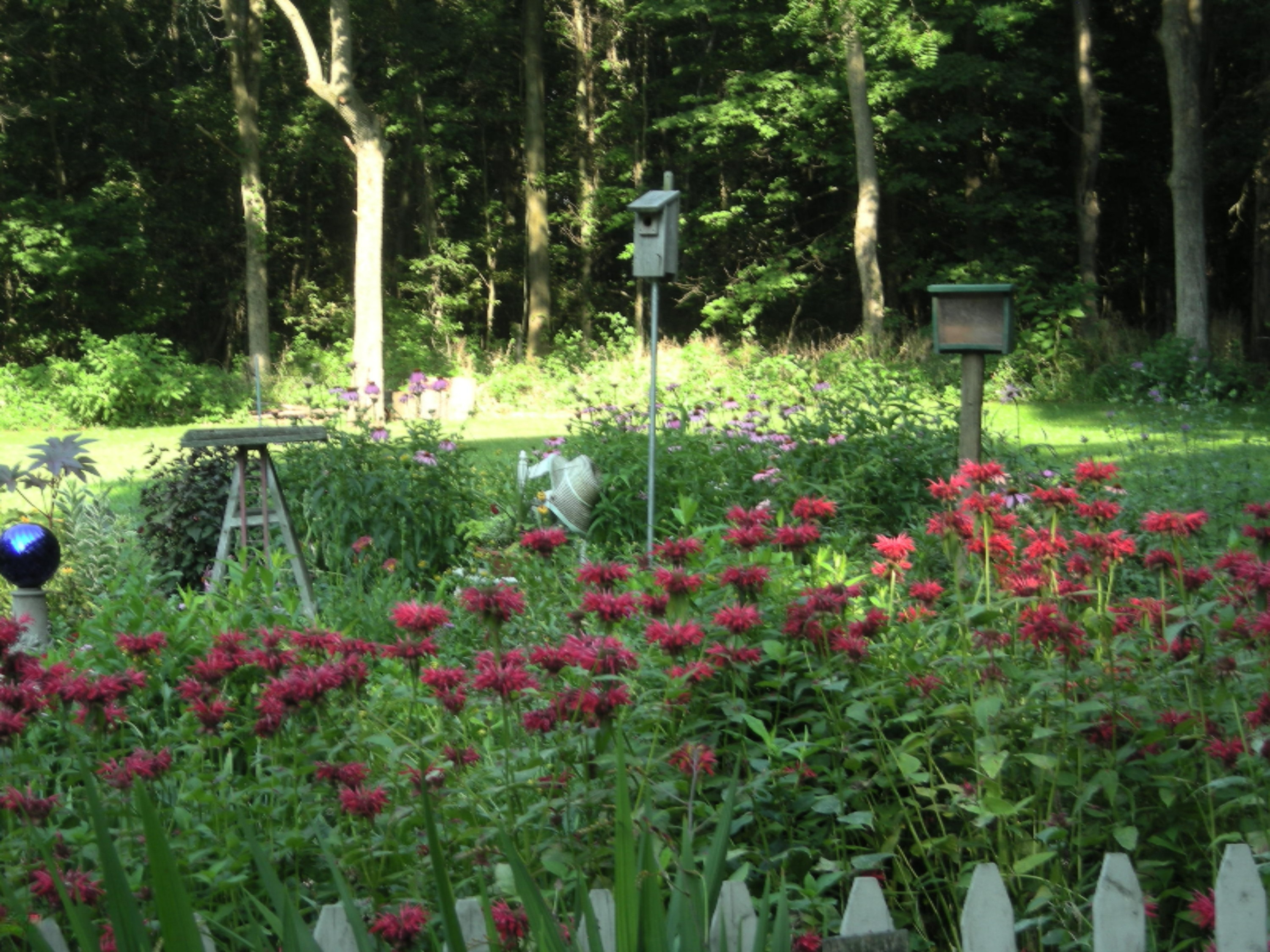 305 23 Mile Road Albion, MI 49224 - Photo 45 of 70 White pickets and perennials.