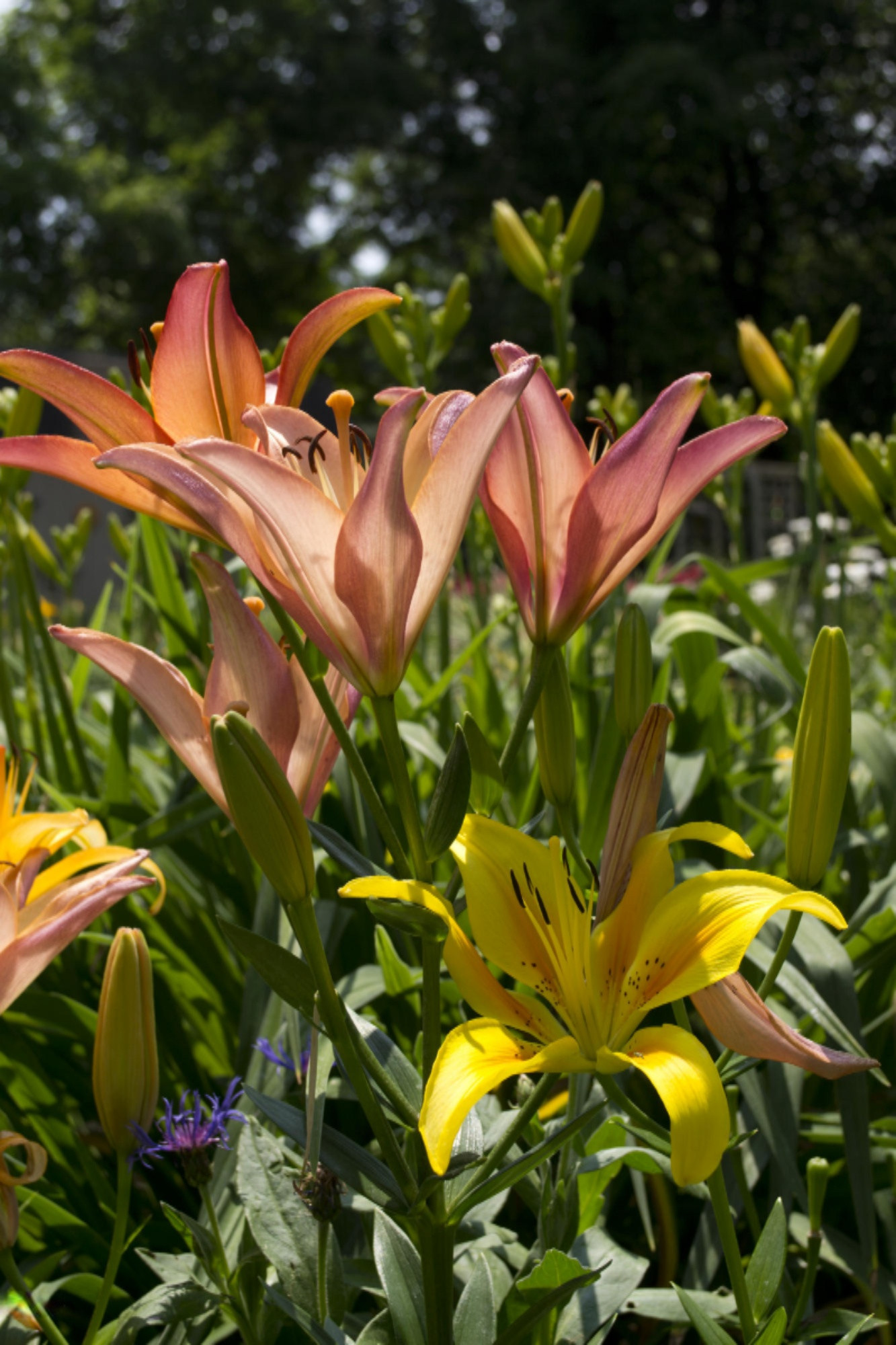 305 23 Mile Road Albion, MI 49224 - Photo 47 of 70 Lillies