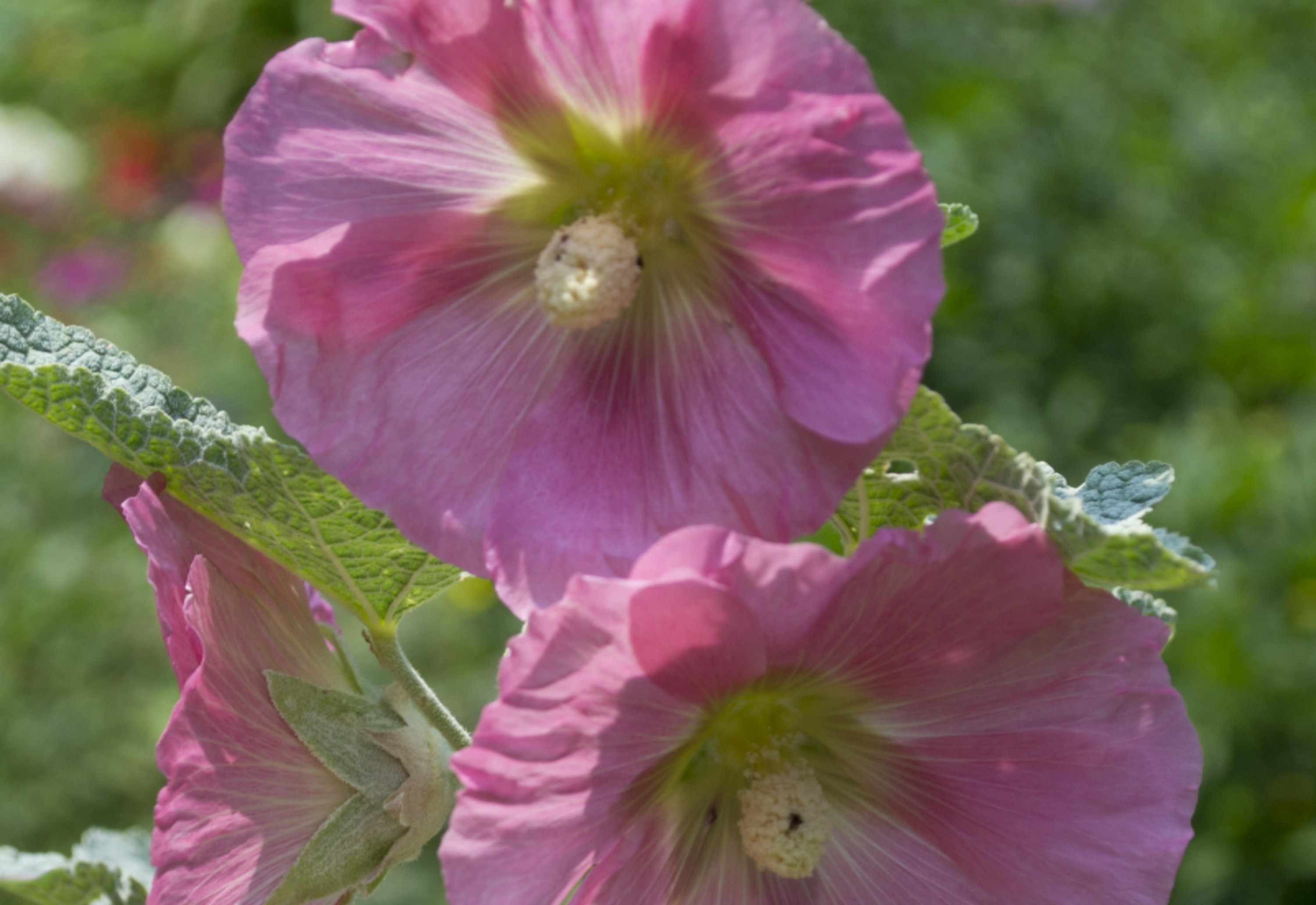 305 23 Mile Road Albion, MI 49224 - Photo 48 of 70 Hollyhocks