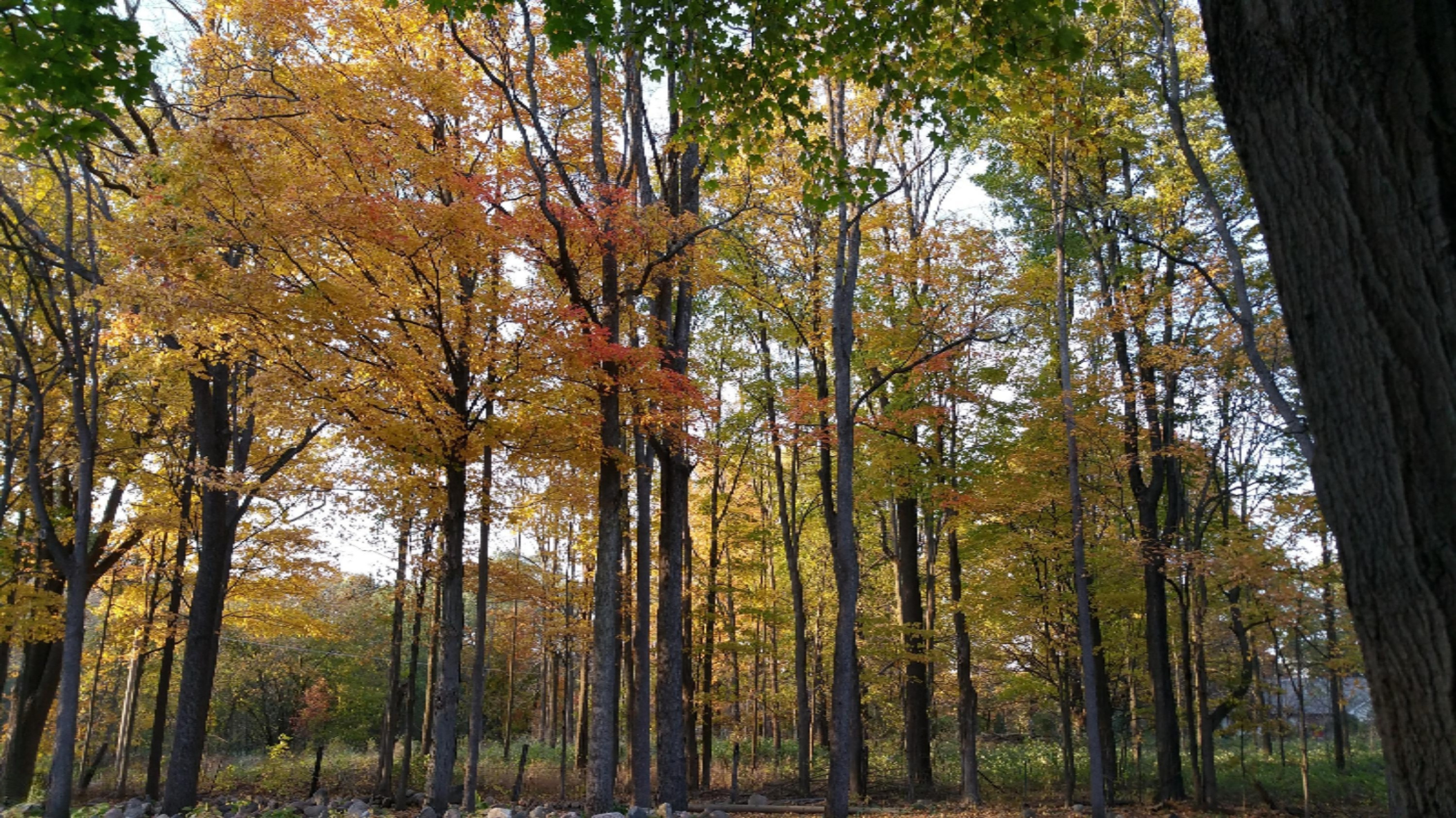 305 23 Mile Road Albion, MI 49224 - Photo 68 of 70 Autumn color is fabulous