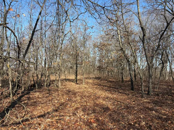 a view of a forest with trees