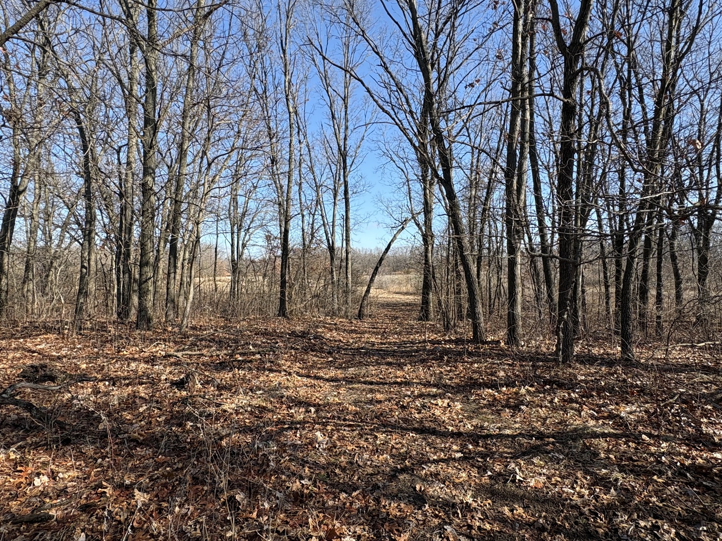 10000 East 4000 S Road St. Anne, IL 60964 - Photo 4 of 8 a view of a backyard with trees