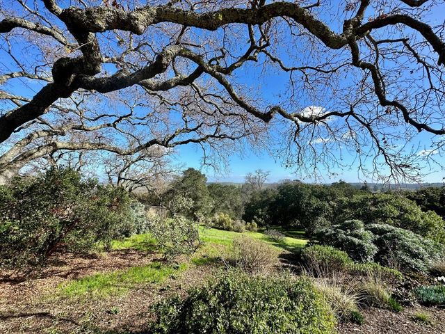 a view of a yard with plants and large trees