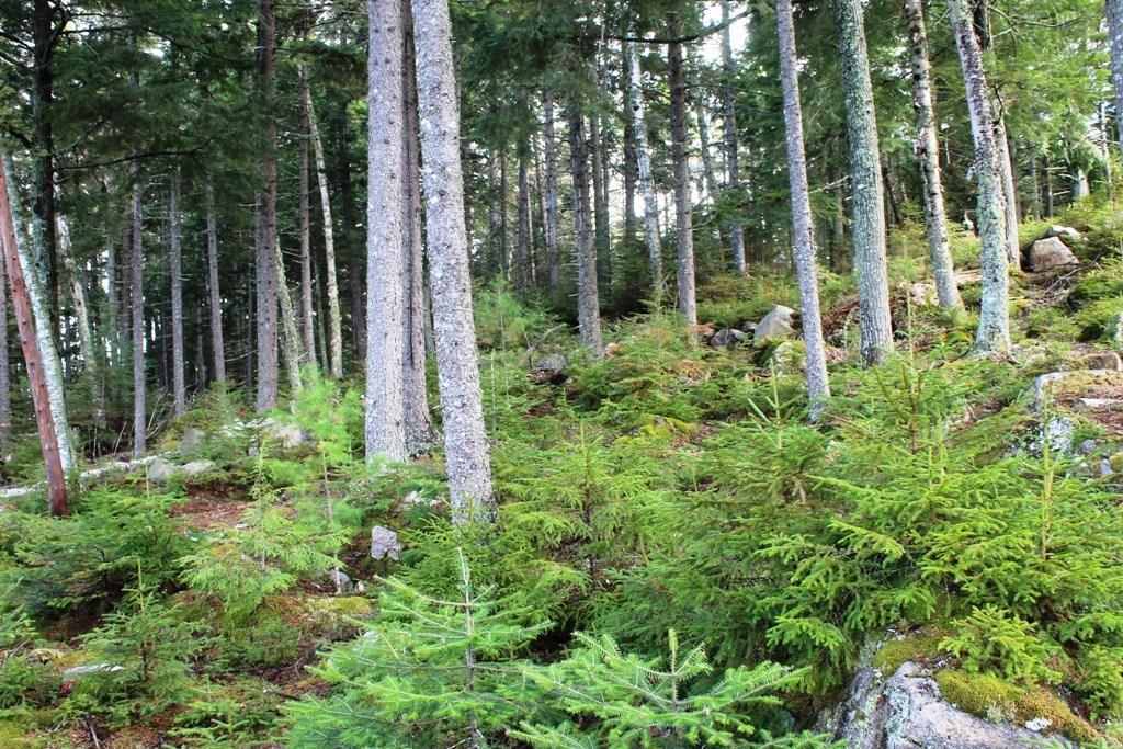 Tbd Evergreen Point Road Beaver Cove, ME 04441 - Photo 7 of 12 Photo