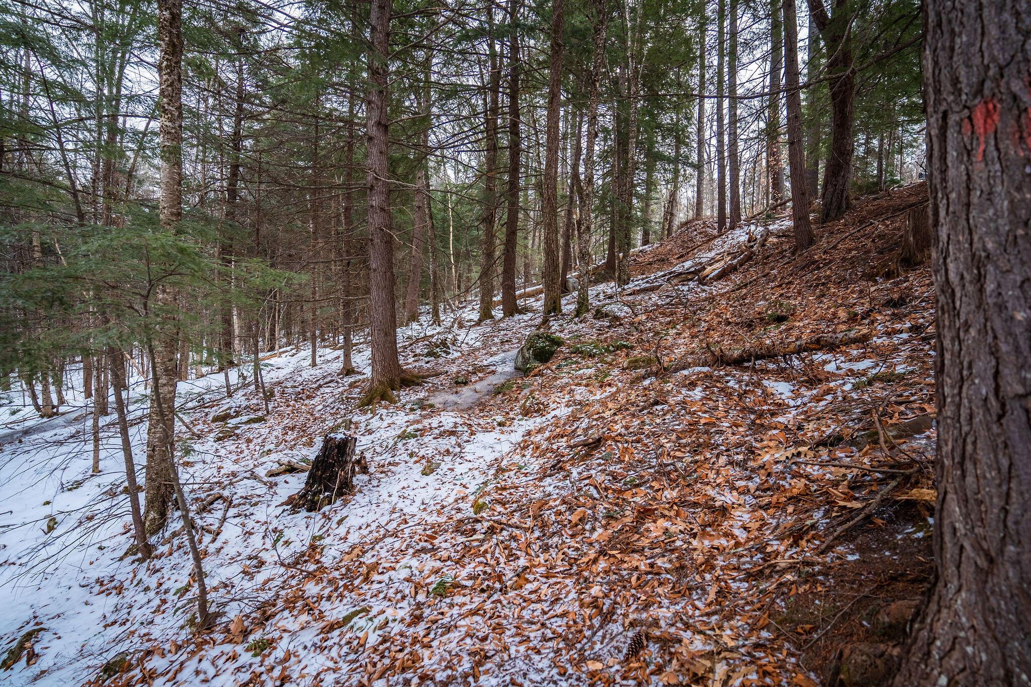 M5-l28 Stow Road Stow, ME 04037 - Photo 21 of 32 Hillside portion of lot