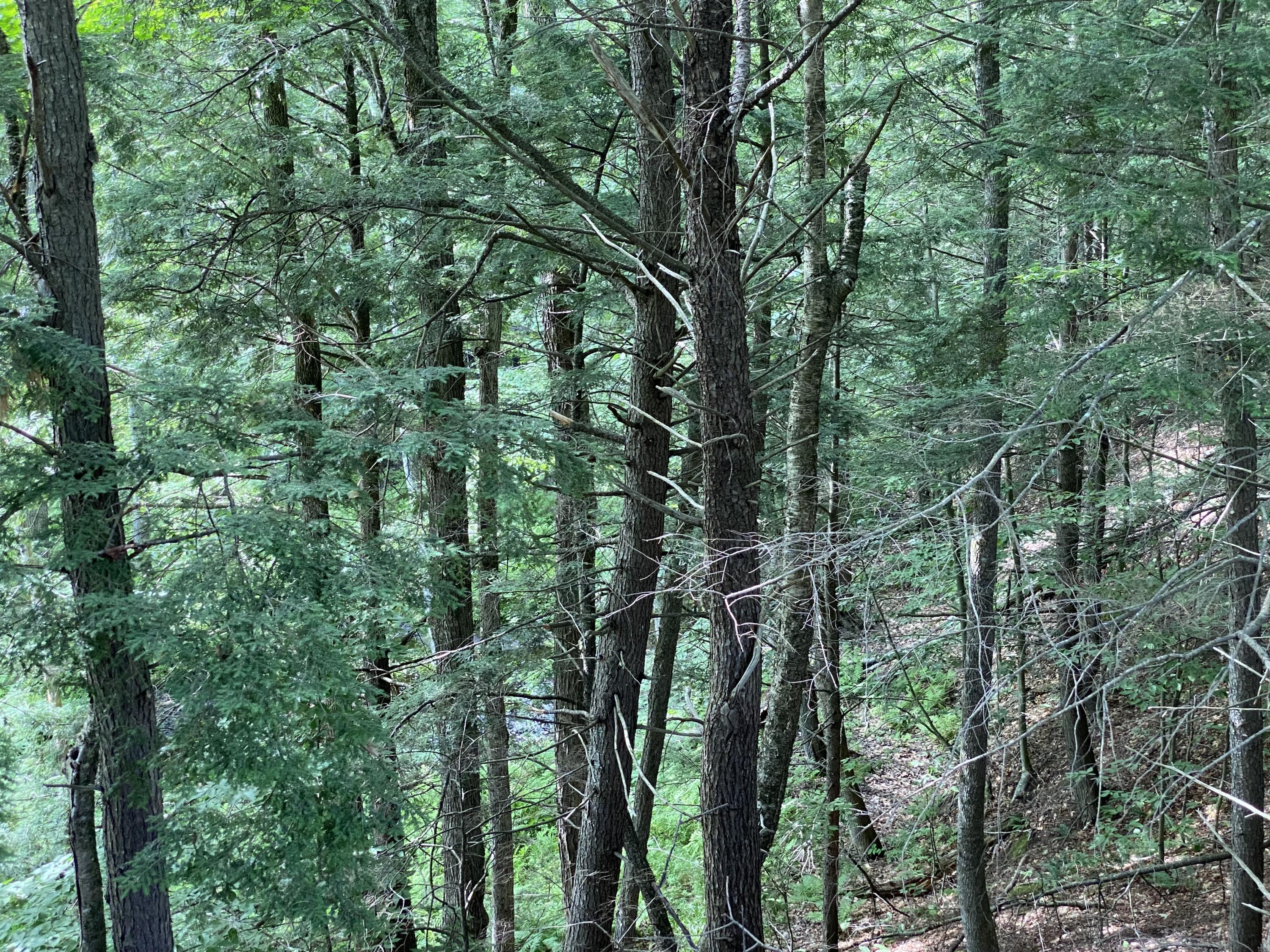 0 Sumner Road Buckfield, ME 04220 - Photo 5 of 5 land..