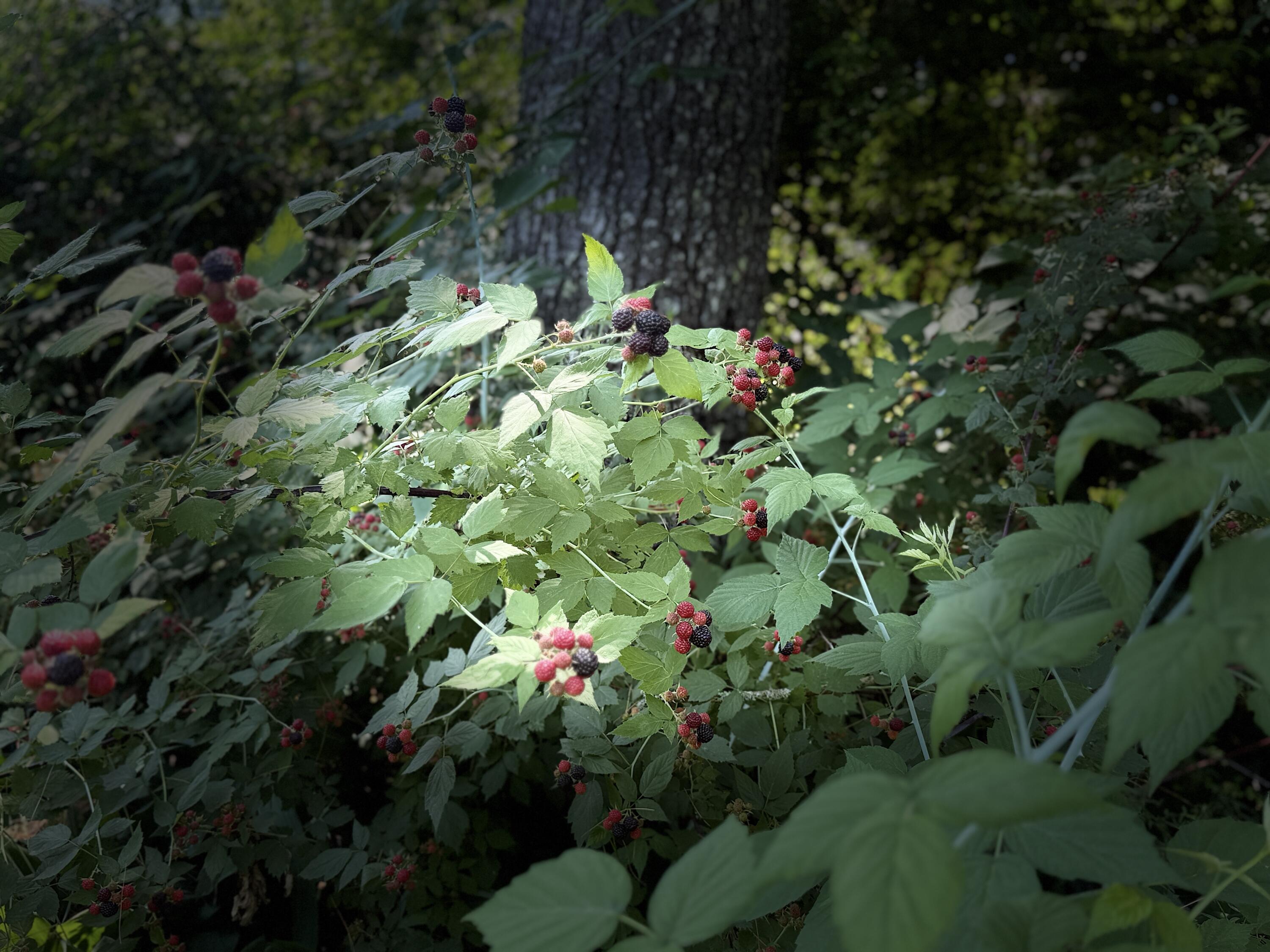 34 Mine Road Auburn, ME 04210 - Photo 36 of 37 Black Raspberry Bushes