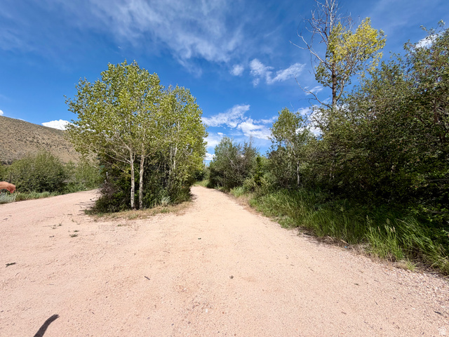 1133 Paris Canyon Road Paris, ID 83261 - Photo 60 of 75 Natural landscape featuring a bifurcating dirt path, mature trees, dense green foliage, and a distant hillside under a clear blue sky