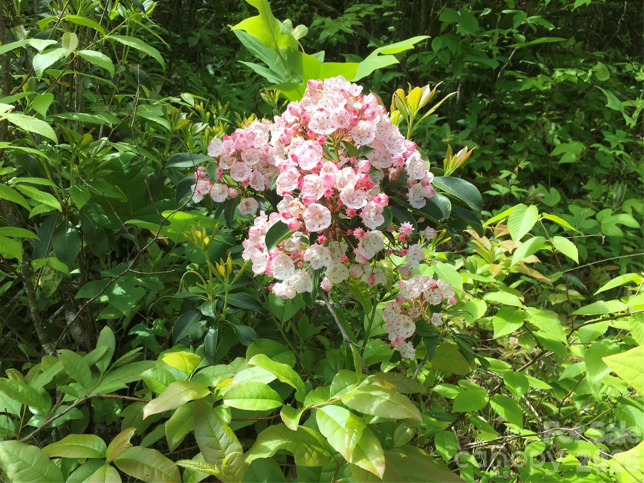 73 The Old Run Road Fairview, NC 28730 - Photo 20 of 22