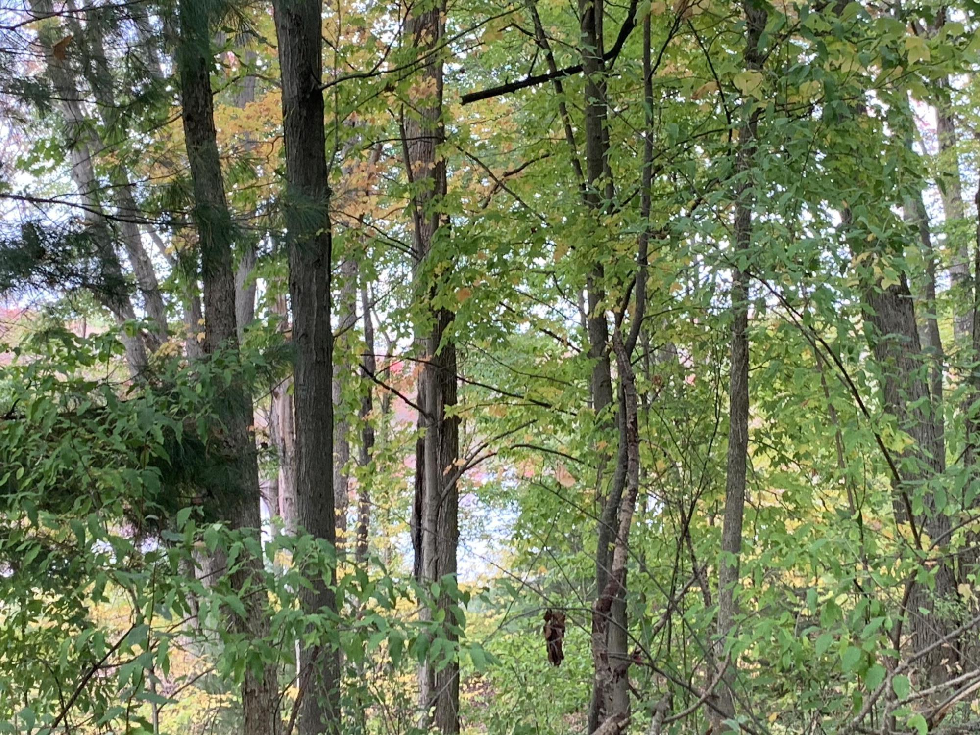 East Rossell Lake Road Walkerville, MI 49459 - Photo 21 of 42 IMG_7161 Rossel lk rd
