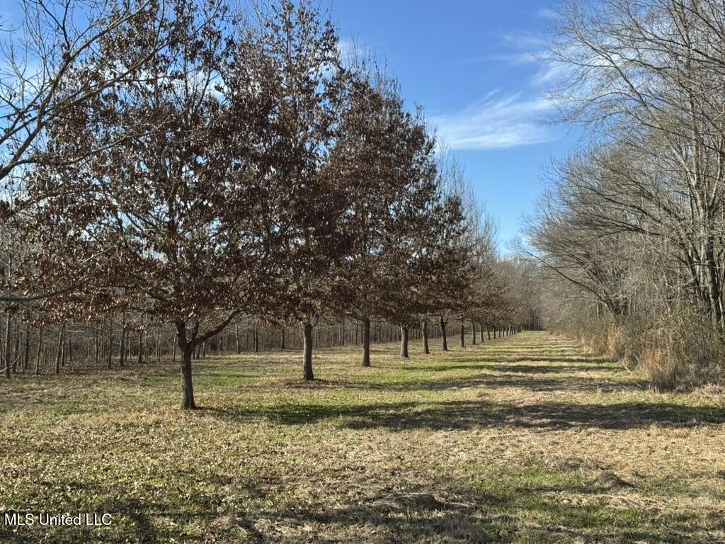 24437 Highway 17 Lexington, MS 39095 - Photo 25 of 58 86B23EF5-9DC4-407E-9752-2EC5EE13705D_1_1