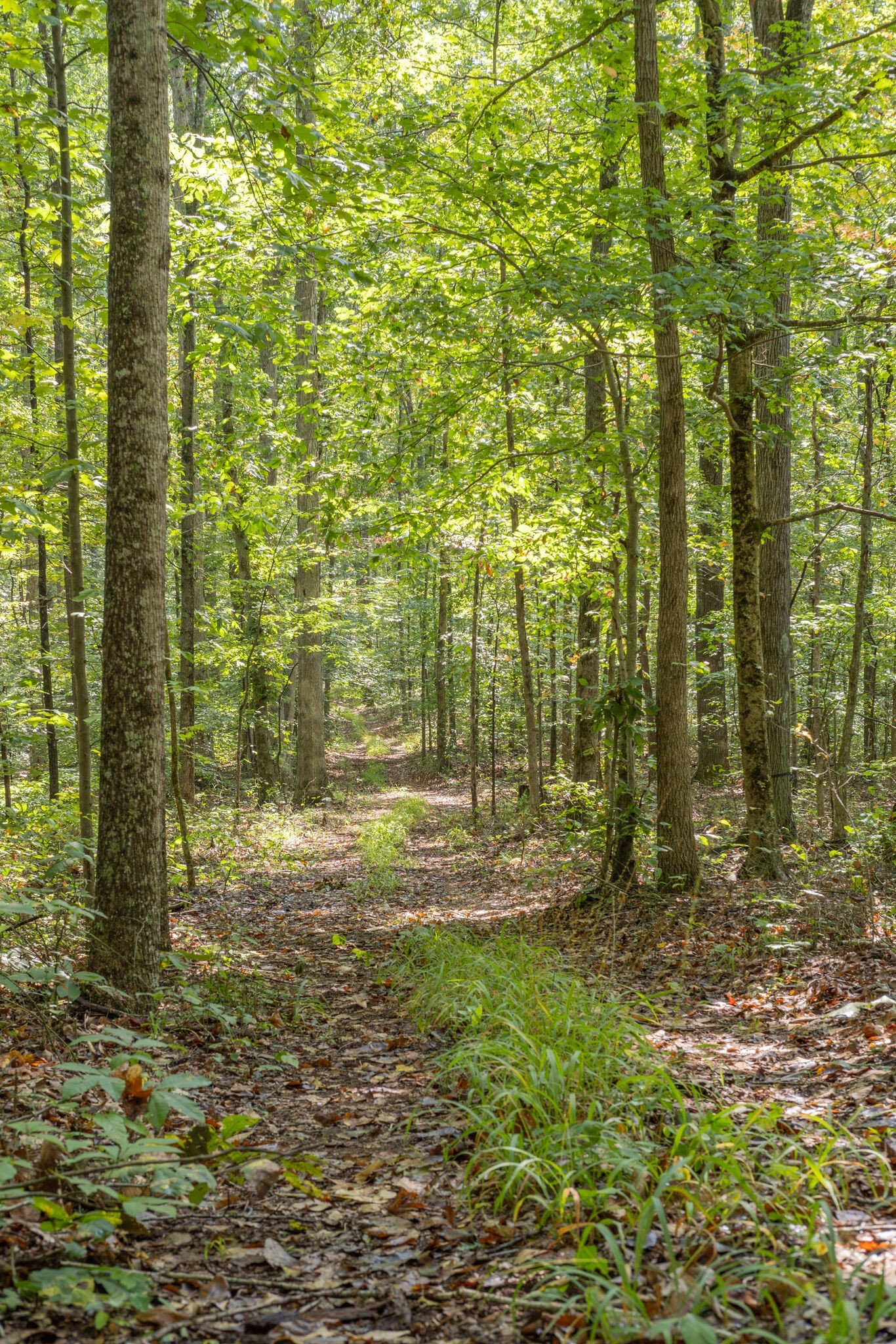 5472 Pinewood Road Franklin, TN 37064 - Photo 27 of 38 a view of outdoor space and garden