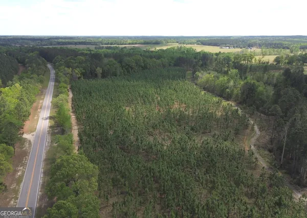 a view of a forest with a street
