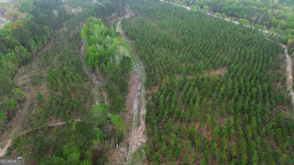 a view of a lush green forest