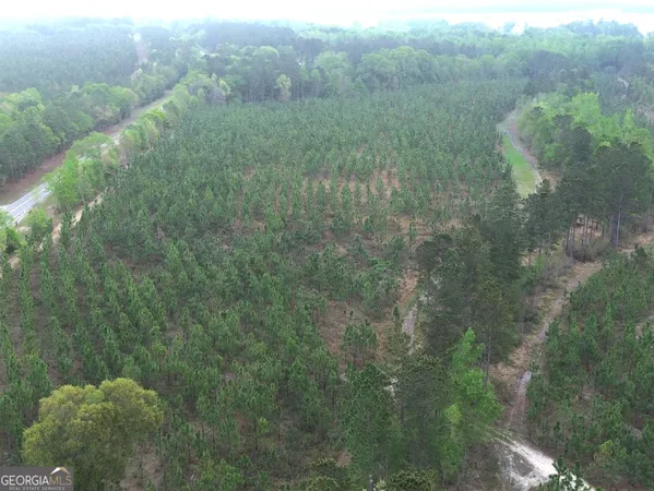 a view of a forest with a street