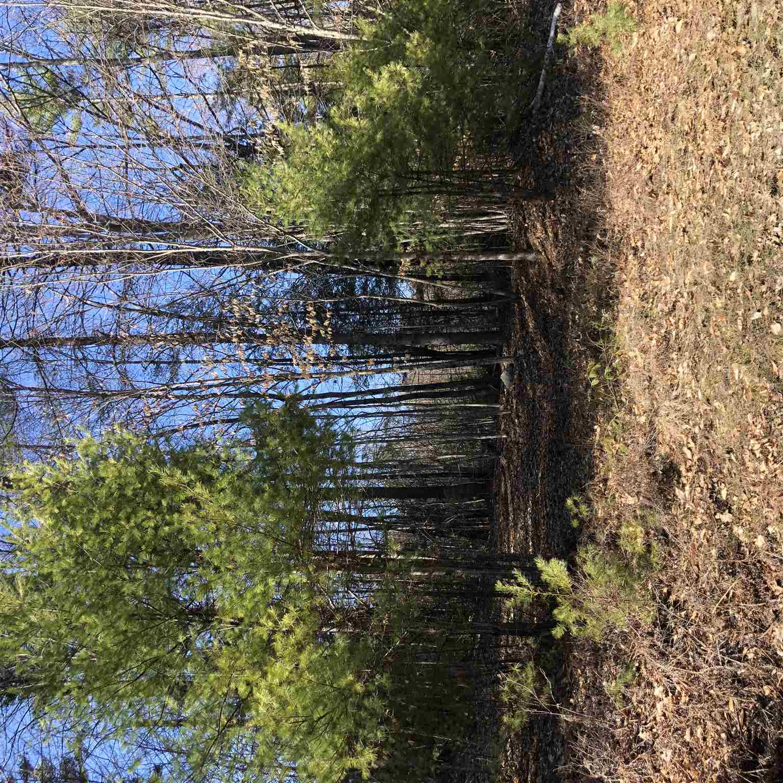 Call Road Webster, NH 03303 - Photo 3 of 4