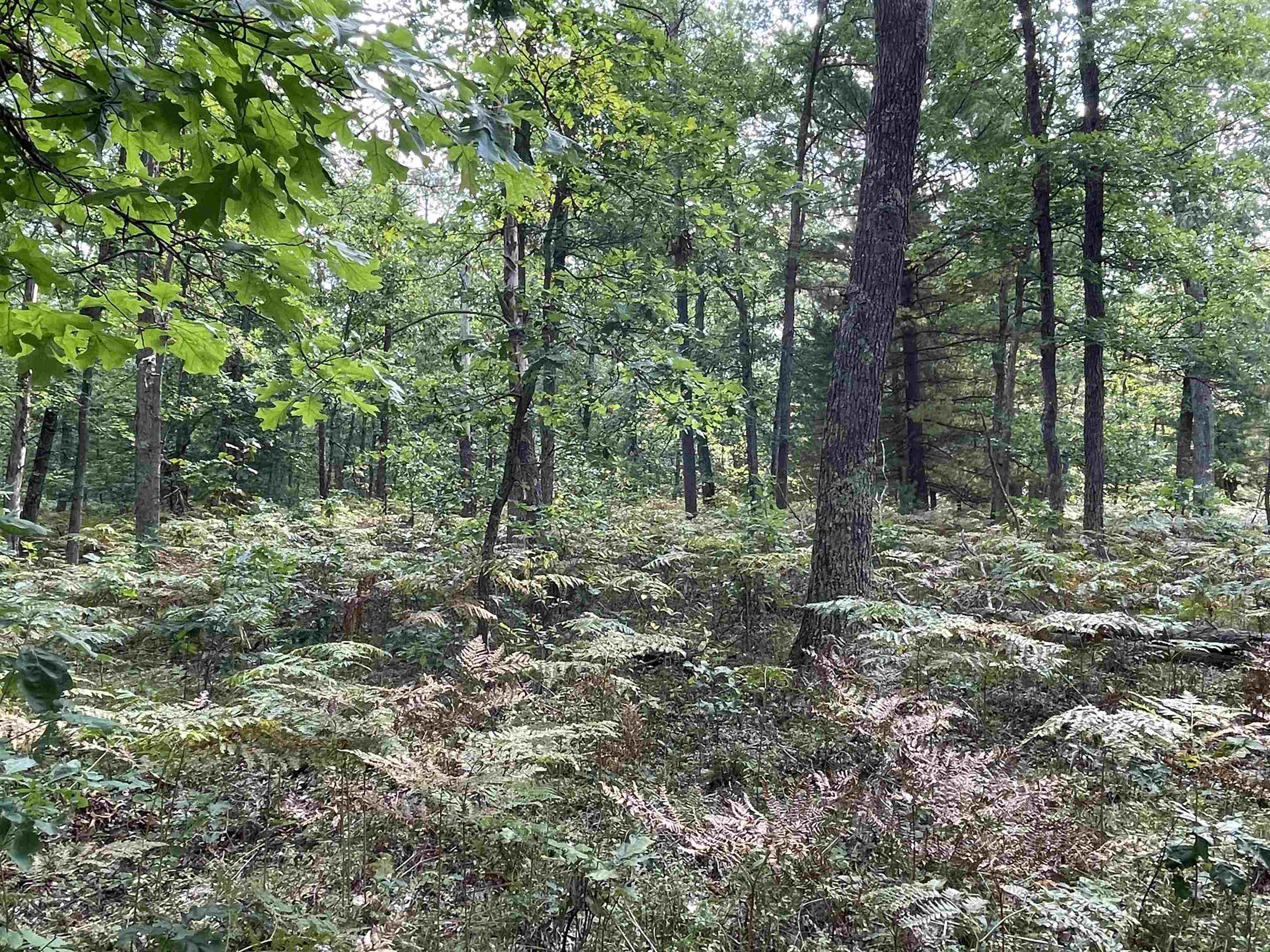 0 Koenig Road, Unit FREESOIL TOWNSHIP Free Soil, MI 49411 - Photo 6 of 11