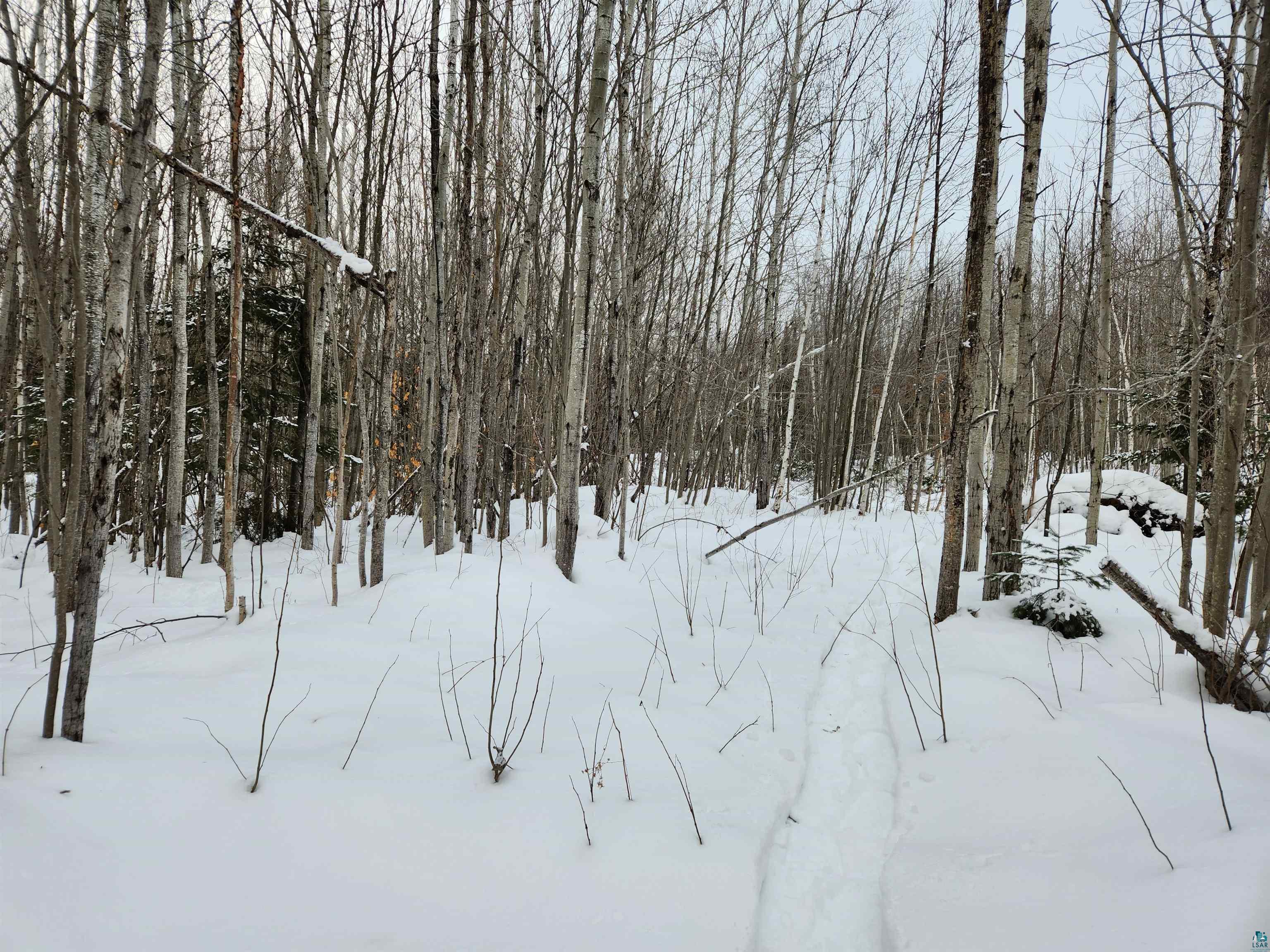 Xxx Ridge Road Bayfield, WI 54814 - Photo 6 of 19 Pathway to building site