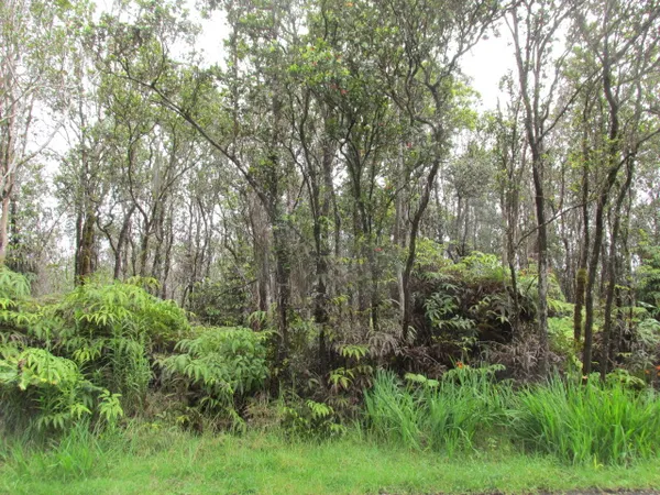 a view of a lush green forest