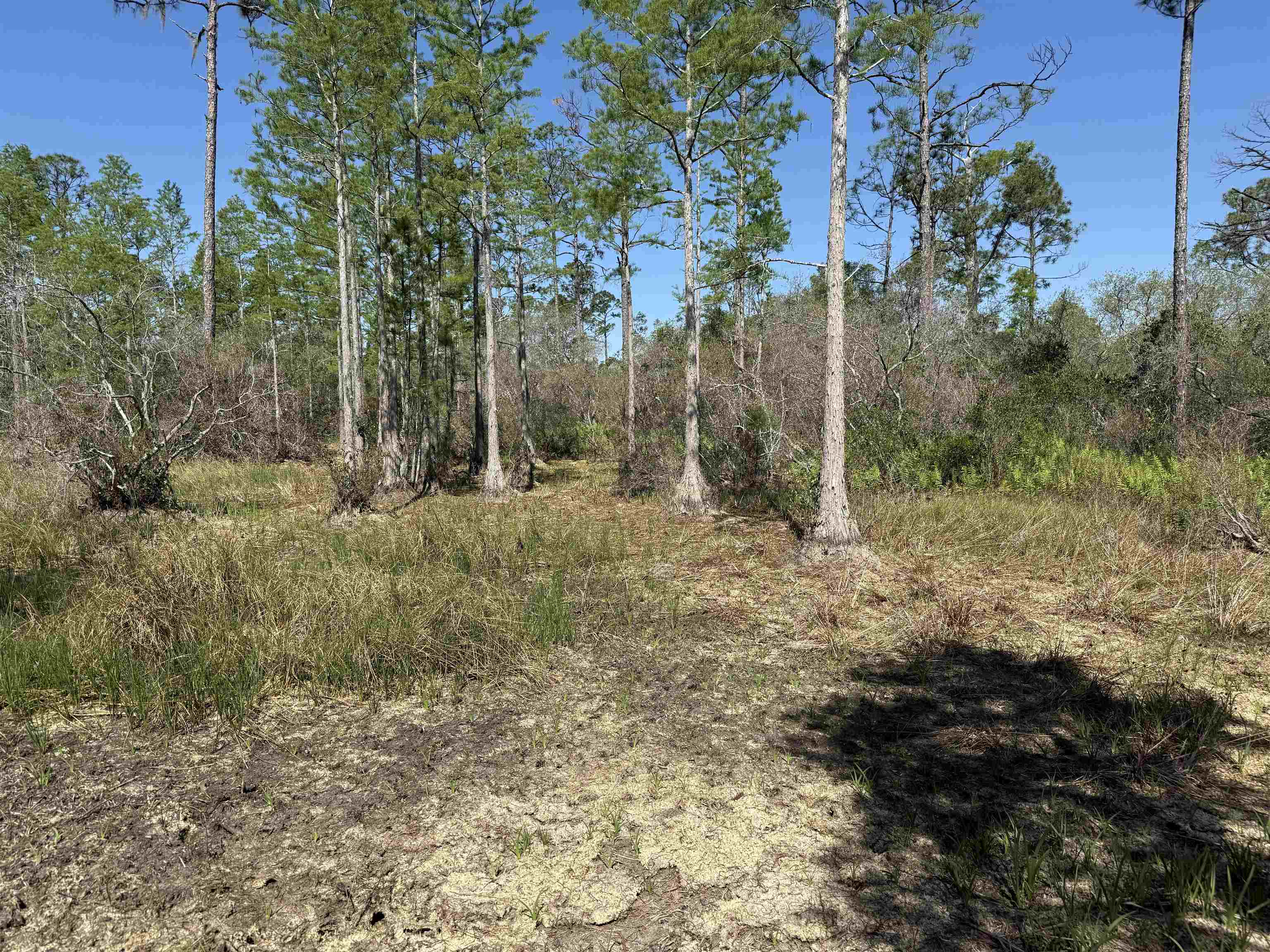 0 Madison Main Line Road Perry, FL 32347 - Photo 47 of 50