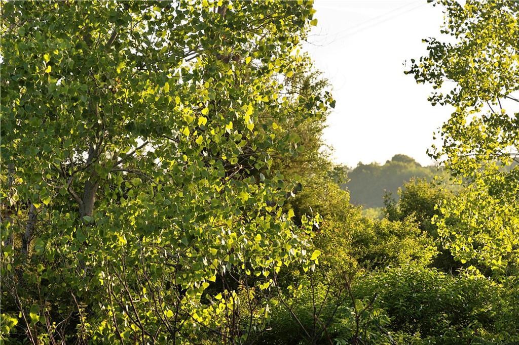 Murray Rd Road Polo, MO 64671 - Photo 21 of 53